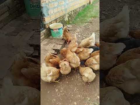 A galinha pintadinha em Conceição do Araguaia