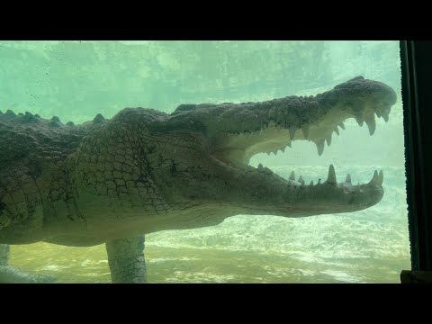 Crocodiles Swimming Fast Compilation