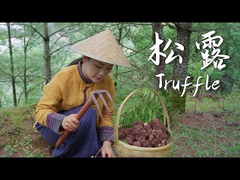 Truffle—Yunnan’s "Pig Nose Fungus," the "King of Delicacies" in the World【滇西小哥】