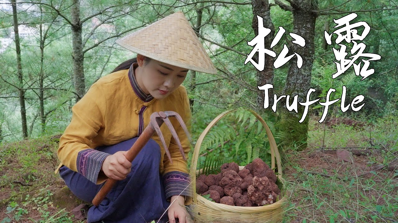 Truffle—Yunnan’s "Pig Nose Fungus," the "King of Delicacies" in the World【滇西小哥】