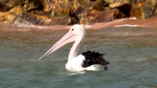 preview picture of video 'Australian Pelican (Pelecanus conspicillatus) / Brillenpelikan [3]'