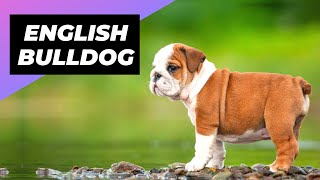 English Bulldog 🐶 One Of The Laziest Dog Breeds In The World #shorts