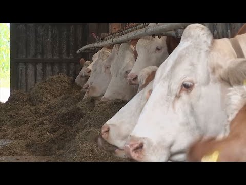 “Farms are closing daily”: FPÖ warns of farmers dying out