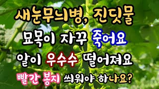 샤인머스켓 6월 현장사례 공유 1번째