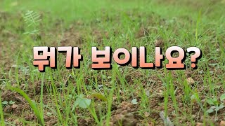 씨앗 발아가 아주 잘되었다  하지만 풀은 ? 어떤 작물이 있을까 ?