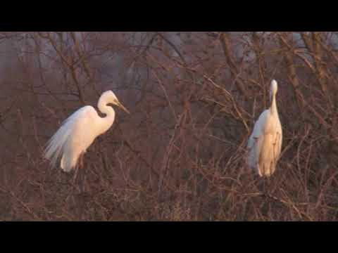 Great Egret in tree and pasture 🔴