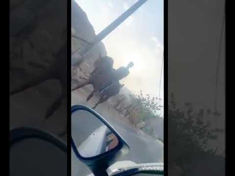 الفحل جلاب السلام