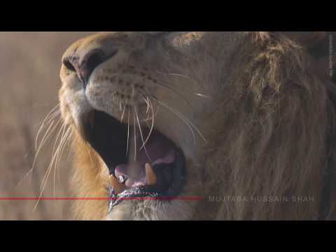 The Big Cats | Pakistan