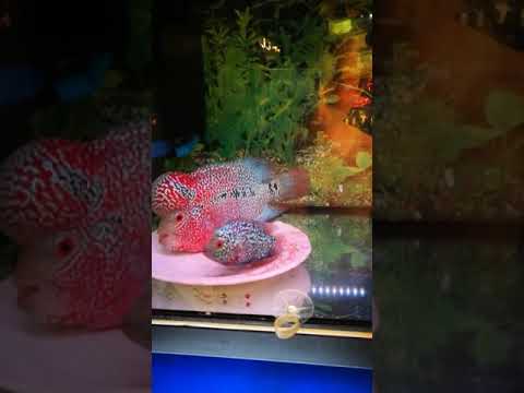 花罗汉鱼风水
