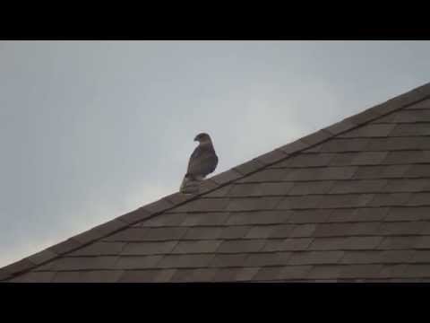 Cooper's Hawk being attacked by American Kestrels in 1080P
