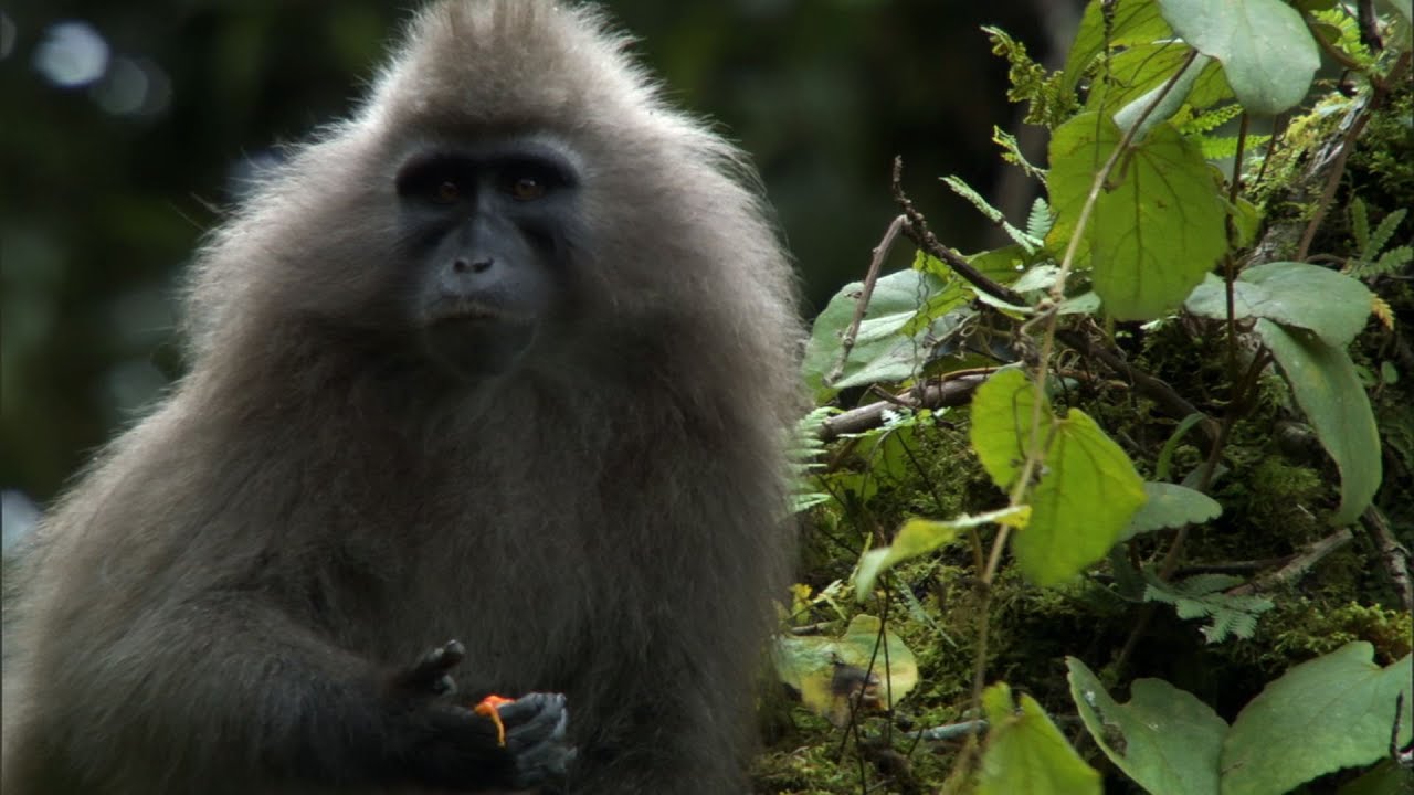 Video: Discovery of the Mysterious Kipunji Monkey in East Africa | Focusing on Wildlife Video: Discovery of the Mysterious Kipunji Monkey in East Africa | Focusing on Wildlife