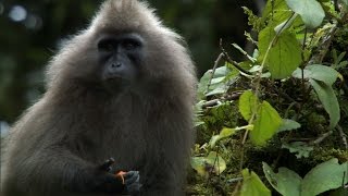 The Mysterious Kipunji Monkey | The Great Rift: Africa's Wild Heart | BBC Earth