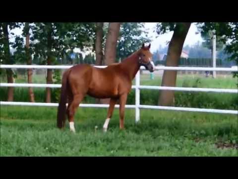 Elite de la Pleasure (For Pleasure - Cor de la Bryere - Landgraf I)