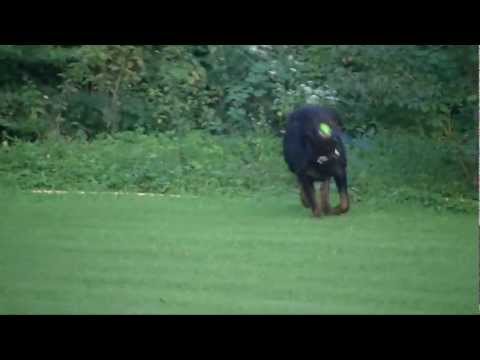 Tyler vom Wilden Westen