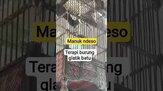 Download lagu terapi masteran burung glatik batu #terapiburungmacet #burungmanyar #terapiburungglatik mp3 Download lagu terapi masteran burung glatik batu #terapiburungmacet #burungmanyar #terapiburungglatik mp3