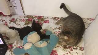 Eu e meus amores. #gatosgraciosos