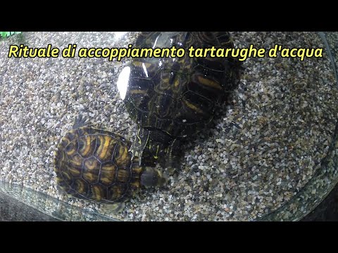 Fotografia di helminths della persona in Calais Parassiti in un trattamento di bocca