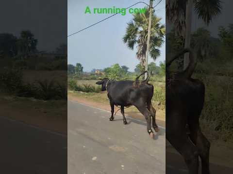 A running cow
