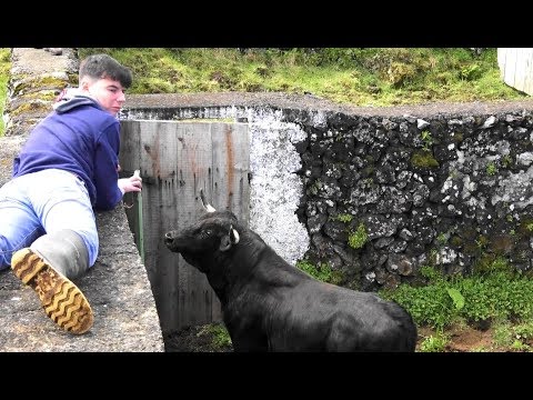 Preparar e Vitaminar Os Touros Para 2019 - Ganadaria JAF