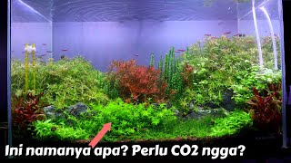 [LENGKAP] 10 Jenis dan Spesifikasi Tanaman di tank 60 cm ini, diulas...