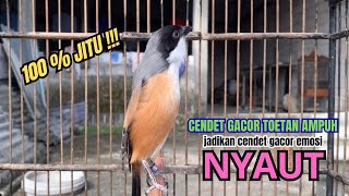 Download lagu cendet gacor HANDAL FULL ISIAN untuk PANCINGAN CENDET AGAR BUNYI bikin BURUNG PENTET GACOR NYAUT mp3 Download lagu cendet gacor HANDAL FULL ISIAN untuk PANCINGAN CENDET AGAR BUNYI bikin BURUNG PENTET GACOR NYAUT mp3