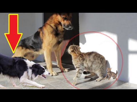 Brave Mother Cat risked its own life to Protect its Kitten from Dogs!!!