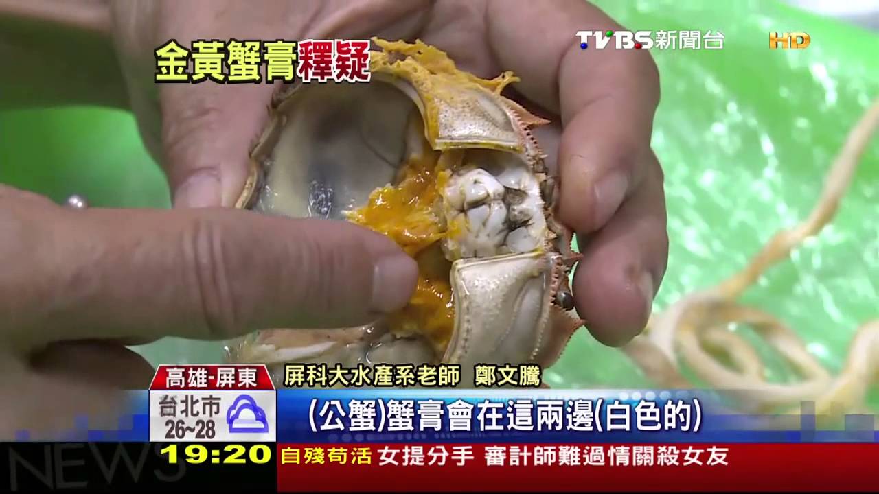 黃澄澄蟹膏超好吃？　是大閘蟹肝胰臟啦