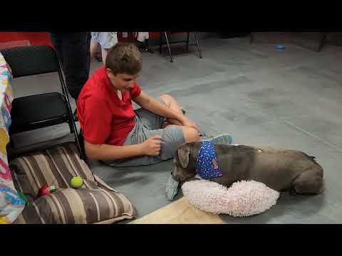 LADY ROVER & SIR FETCH, an adopted Mastiff & Pit Bull Terrier Mix in Phoenix, AZ_image-1