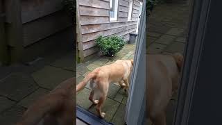 Helpful Dog Holds Open Door For Cat Friend