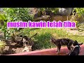 KUCING KAWIN DENGAN TIGA EKOR JANTAN SEKALIGUS Kucingkawin Keluargakucingcemora 13