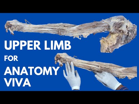 Entire Upper Limb Specimen in Just 24 Minutes | For Anatomy Viva