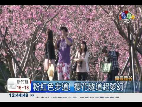 鹿谷粉紅色步道 櫻花隧道綻放