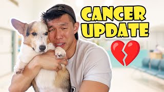 Bad News From My Corgi's Cancer Checkup