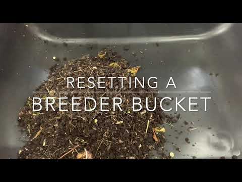 Resetting a worm breeder bucket. Worm Farm Episode 3.