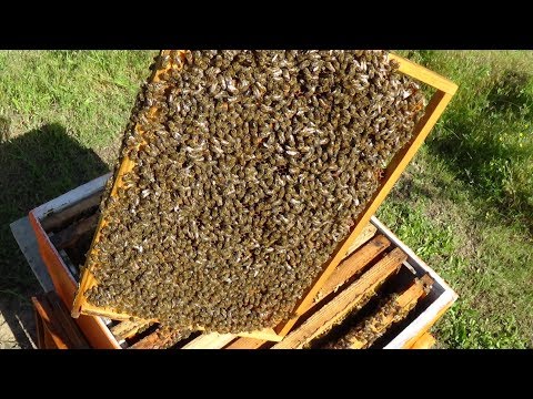Расширяем пчелосемьи перед главным взятком на пасике