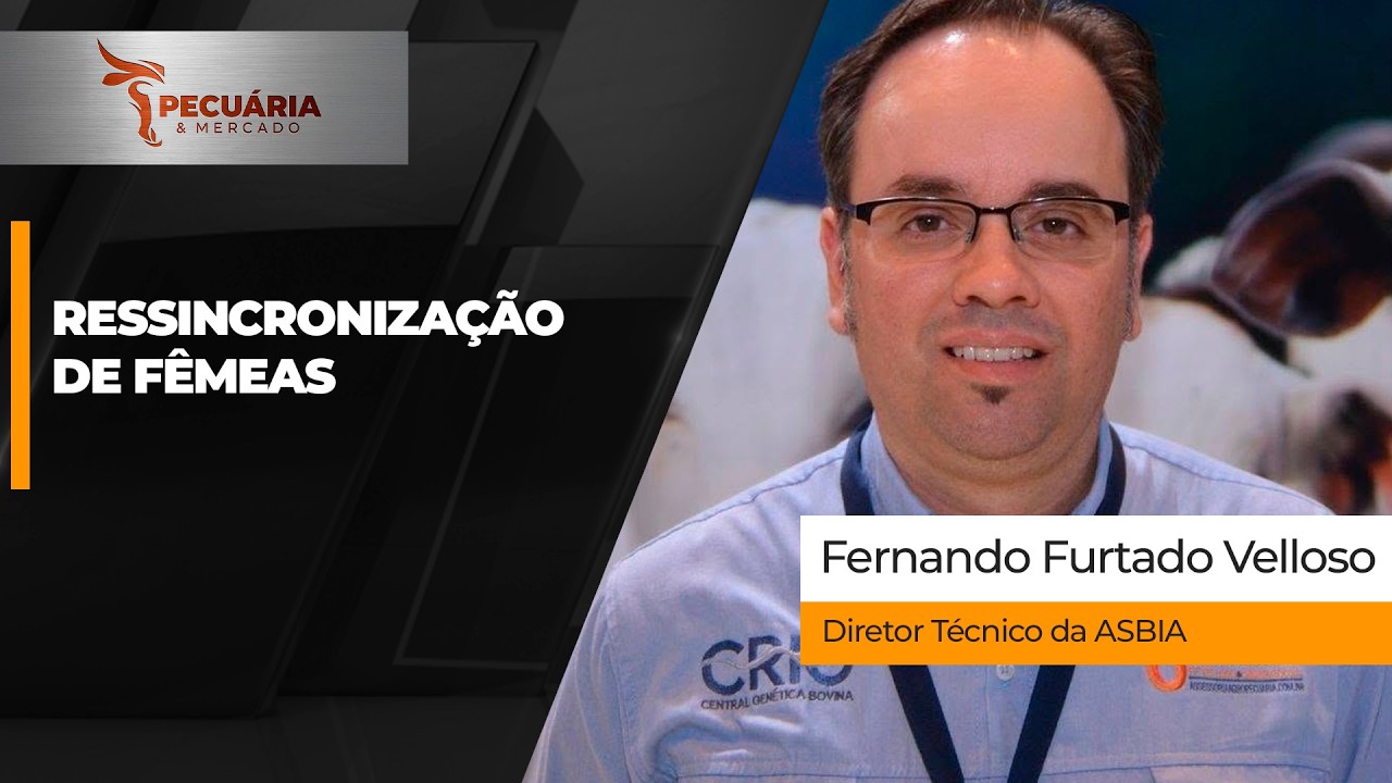 Estratégia de ressincronização de fêmeas pode aumentar nascimento de bezerros em até 10%