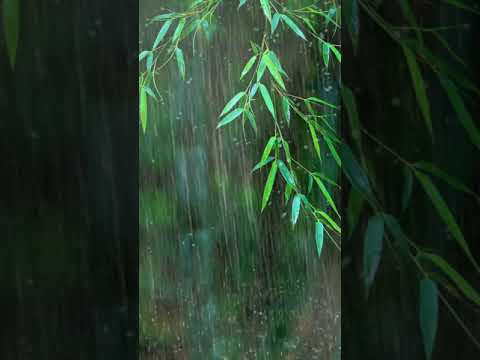 Falling into Deep Sleep Instantly with Forest Beautiful Heavy Rain & Thunder at Night - RainForest