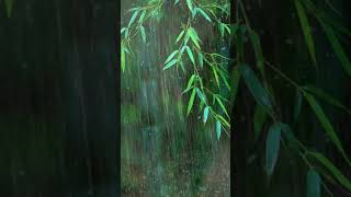 Falling into Deep Sleep Instantly with Forest Beautiful Heavy Rain &amp; Thunder at Night - RainForest