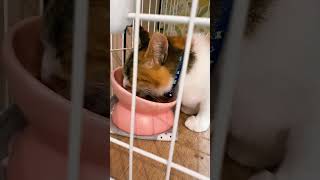 保護猫ちゃん、新しい餌入れでごはんタイム　#shorts #ねこのいる生活 #cat