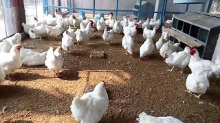 Download lagu How To Start Broiler Parent Breeding Poultry Farm ... mp3
