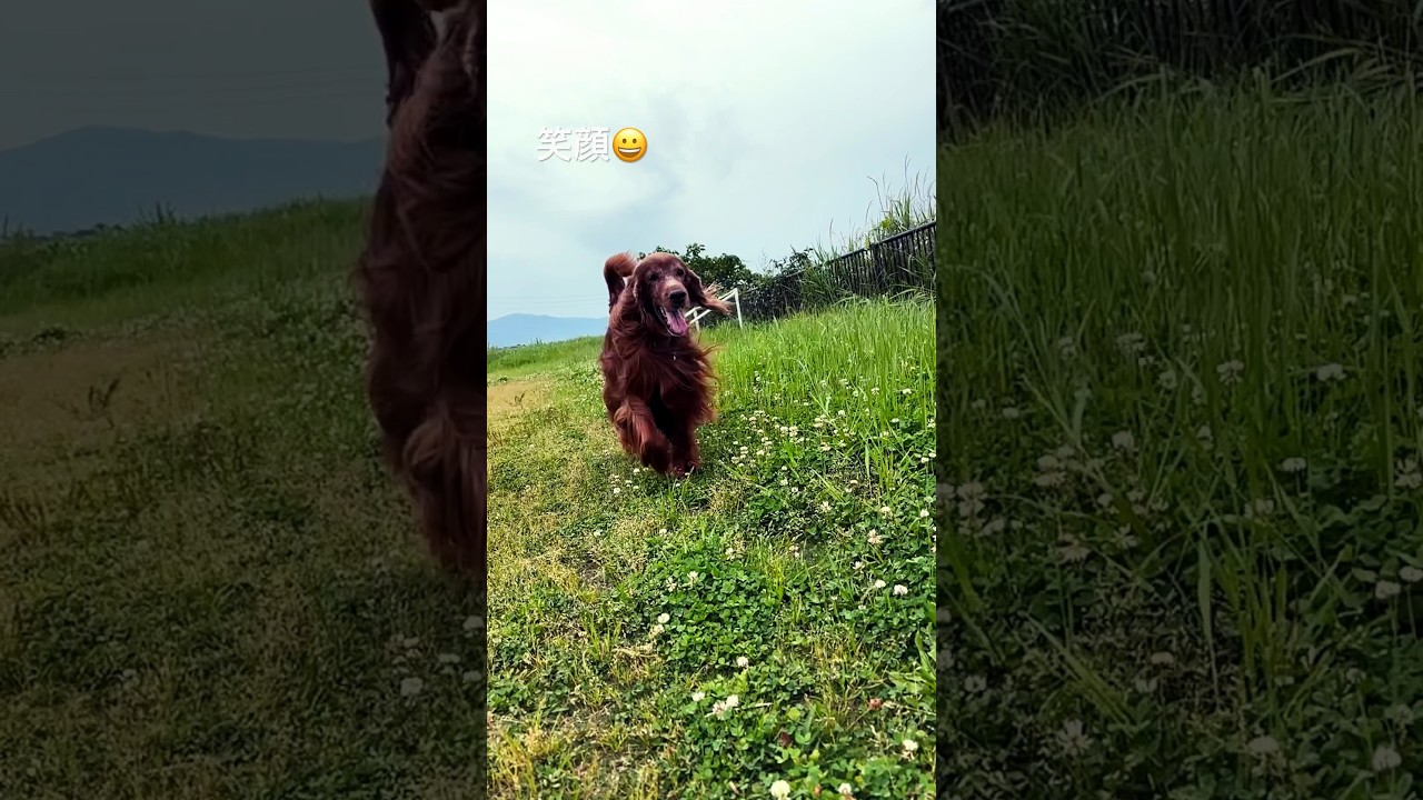 なんか匂う❗️#shorts #irishsetter #アイリッシュセター #テラ