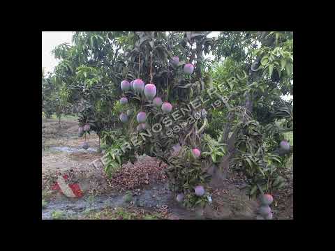 TERRENO PARA UNA URBANIZACION EN LA LIBERTAD, 6.51 HECTAREAS