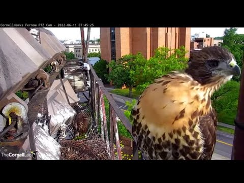 Red-tailed Hawk Chick Tightropes Nest Platform Railing, Peers Into Cam – June 11, 2022