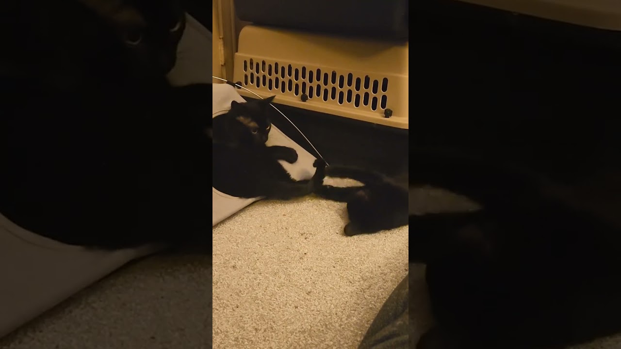 Enlarge Blueberry *bonded with Mars*, a Adoptable Domestic Short Hair in Pickering, ON video 6/6