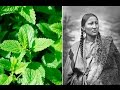 6 Plants Native Americans Use To Cure Everything