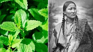 6 Plants Native Americans Use To Cure Everything