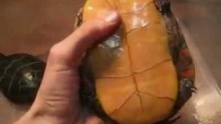 Hybrid Turtles- Part 1