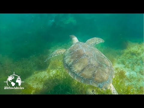 Holbox - Schnorcheln in der Karibik | MEXIKO - Weltentdecken Vlog 14