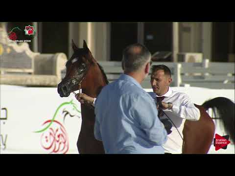 N 45 THGAMA AL HAWAJER   UAE Nationals 2019