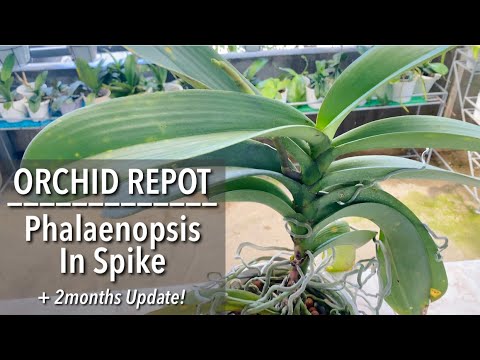 , title : 'REPOT ANGGREK: Phalaenopsis Orchid In Spike | Cara Repot Anggrek | Cara Mempertaruhkan Spike Anggrek'
